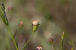 San Antonio false foxglove